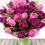 Pink &amp; Purple Tulips